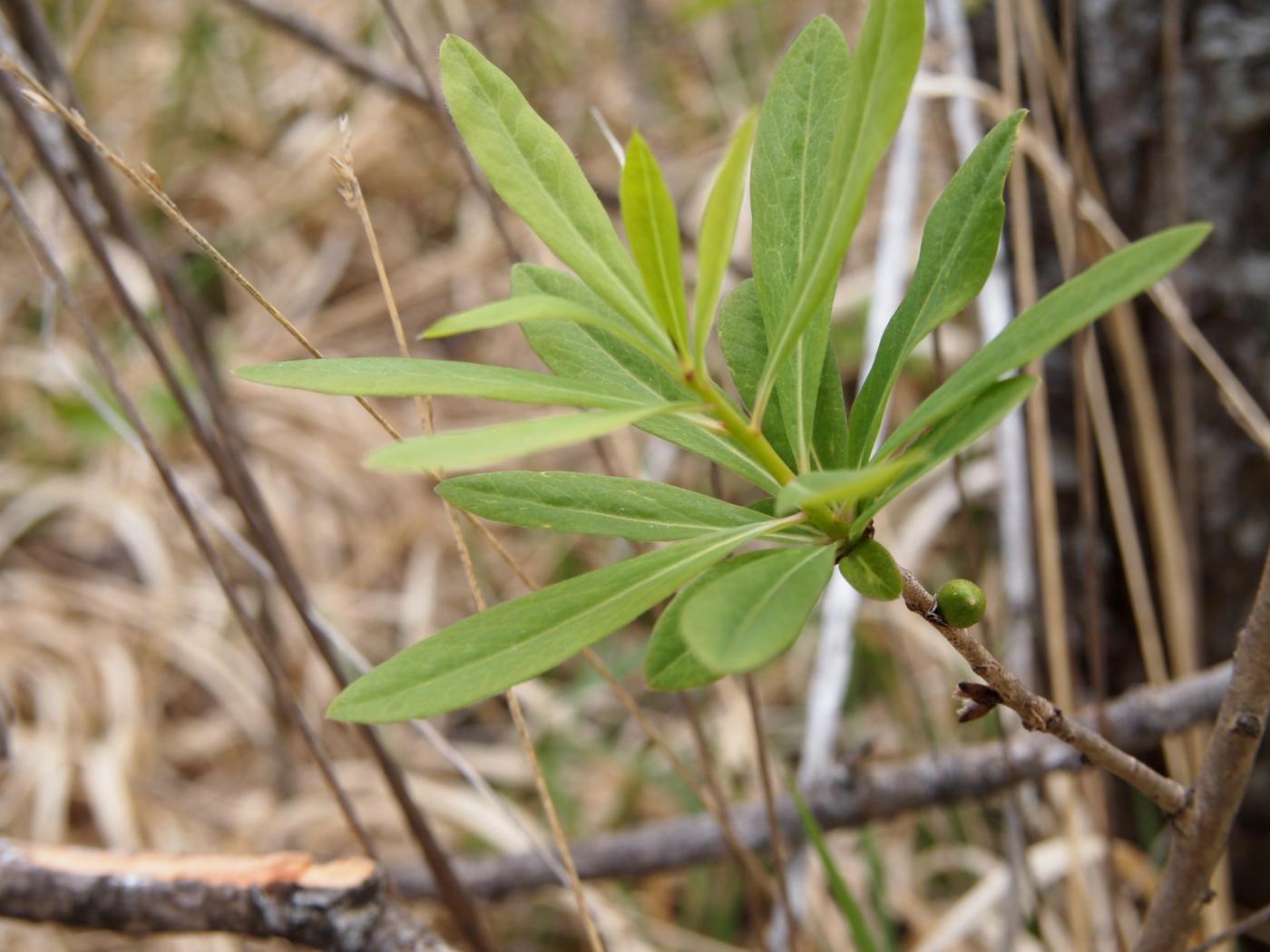 Mezereon leaf